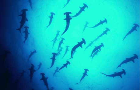 tri002194_hammerheads