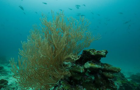 tri002195_coral-garden