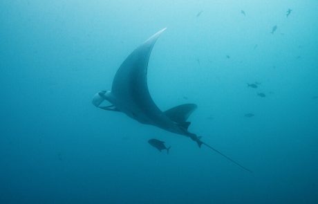tri002195_manta1