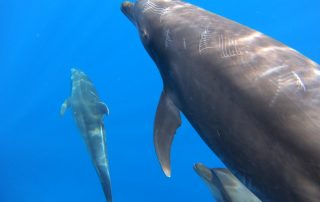 Dolphins6