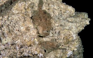 Frogfish