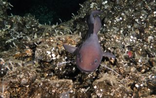 Jellynose