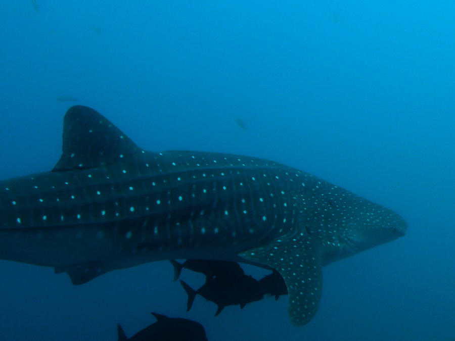 WhalesharkA