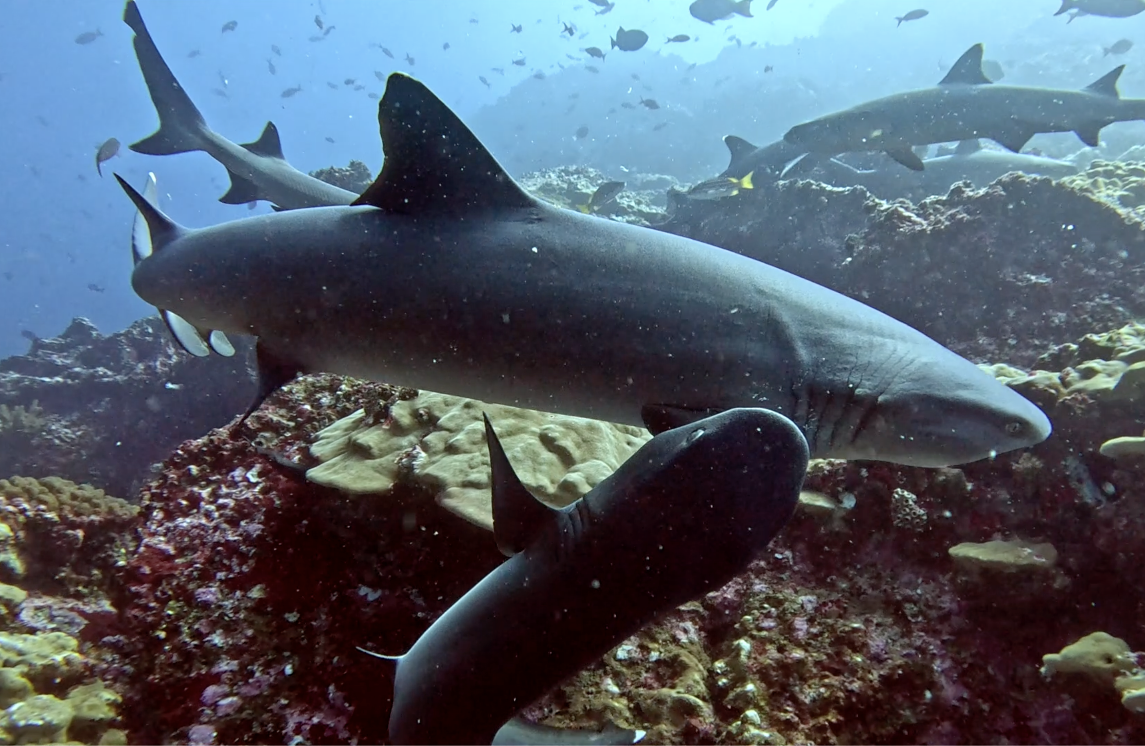 World's best diving spot Cocos Island, Costa Rica Shark diving